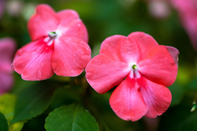 Обои картинки фото цветы, бальзамины, макро