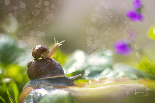 Обои картинки фото животные, улитки, рожки