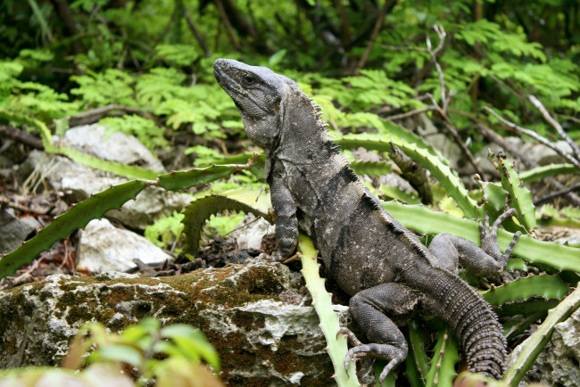 Обои картинки фото животные, Ящерицы, игуаны, вараны, парк, мексики