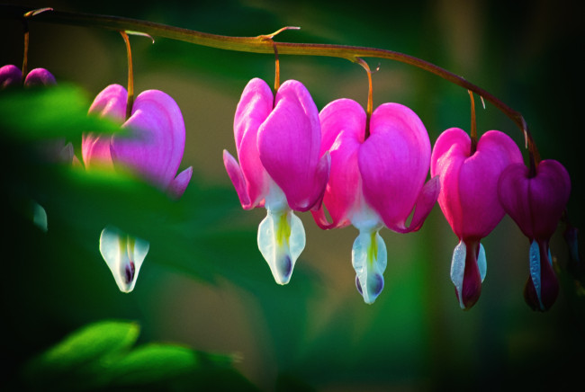 Обои картинки фото цветы, дицентра, разбитое, сердце, розовый, сердечка