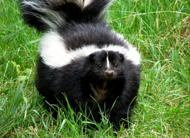Обои картинки фото животные, скунсы, черно-белый