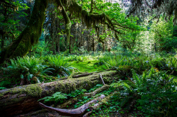 Картинка природа лес стволы папоротники бревно