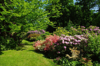 Картинка природа парк лужайка трава кусты деревья цветы