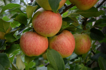 Картинка природа плоды яблоки