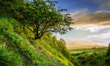 Картинка природа деревья дерево трава