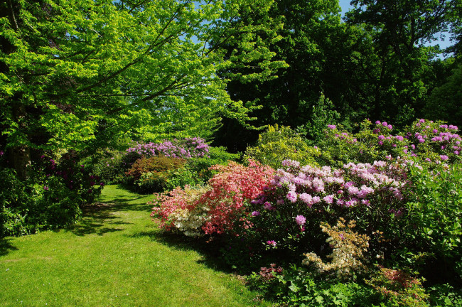 Обои картинки фото природа, парк, лужайка, трава, кусты, деревья, цветы