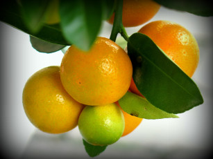 Картинка природа плоды урожай