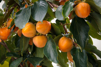 Картинка природа плоды урожай