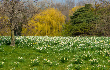 Картинка природа луга поляна