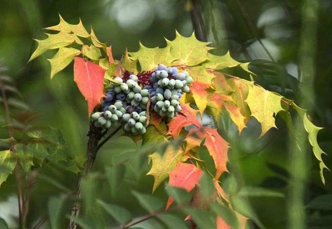 Обои картинки фото природа, Ягоды, лес