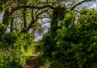 Картинка природа лес деревья