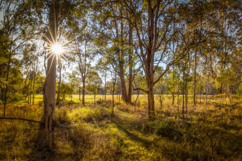 Картинка природа лес деревья