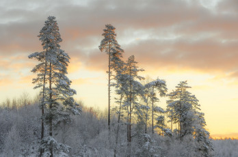 Картинка природа лес деревья