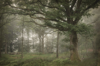 Картинка природа лес деревья