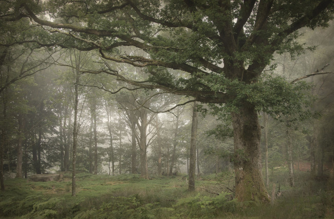 Обои картинки фото природа, лес, деревья