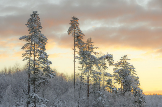 Обои картинки фото природа, лес, деревья