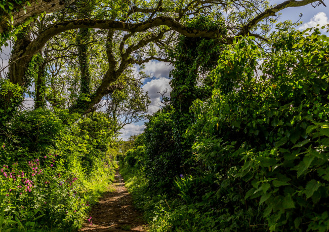 Обои картинки фото природа, лес, деревья