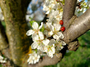 Картинка 11 04 2022 цветы цветущие+деревья+ +кустарники весна