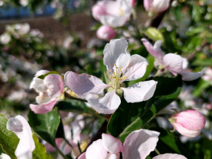 Картинка цветы цветущие+деревья+ +кустарники яблоня цветение весна 2022