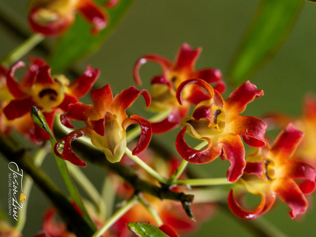 Обои картинки фото цветы, орхидеи