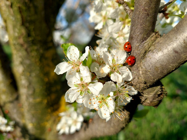 Обои картинки фото 11, 04, 2022, цветы, цветущие деревья ,  кустарники, весна