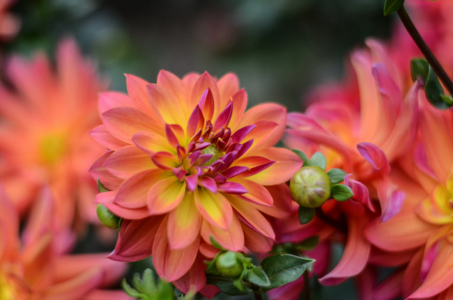 Обои картинки фото цветы, георгины, бутоны, макро