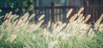 Картинка природа луга трава