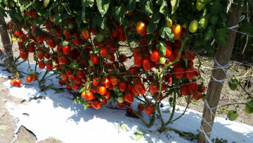 Картинка природа плоды помидоры