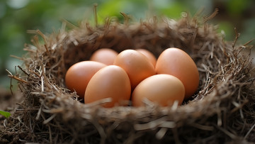 обоя еда, яйца, гнездо, коричневые