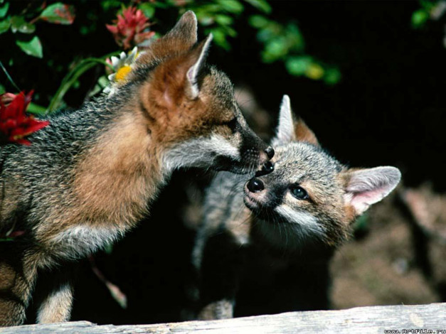 Обои картинки фото лиса, животные, лисы