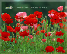 обоя календари, цветы