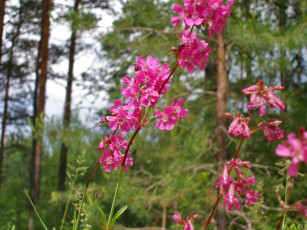Картинка цветы луговые полевые