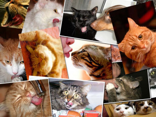 Картинка животные коты