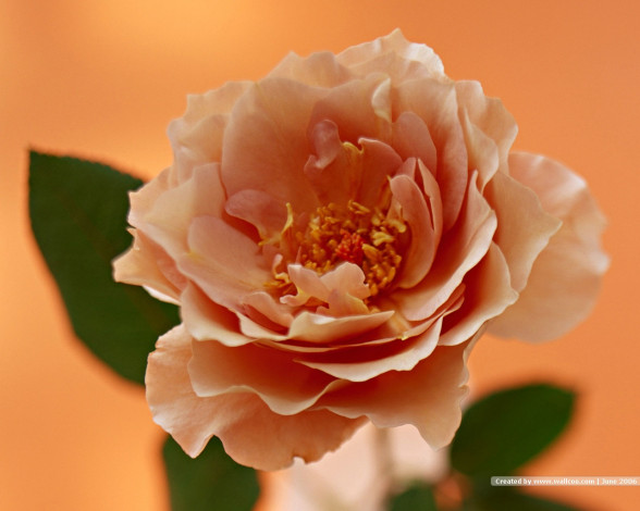 Обои картинки фото цветы, розы