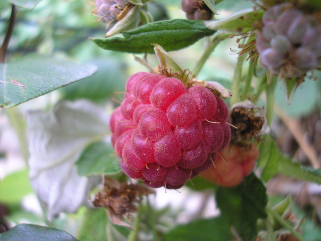 Обои картинки фото 