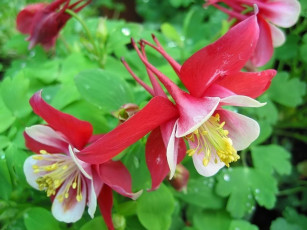 Картинка цветы аквилегия водосбор