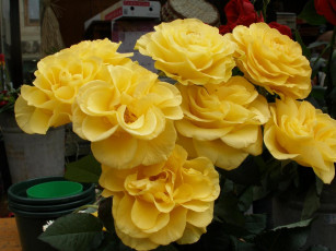 Картинка цветы розы