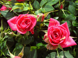 Картинка цветы розы