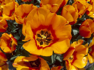 Картинка цветы тюльпаны