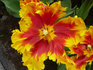 Картинка цветы тюльпаны