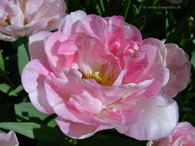 Обои картинки фото цветы, тюльпаны