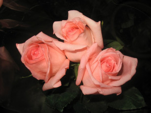 Картинка цветы розы