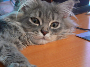 Картинка животные коты