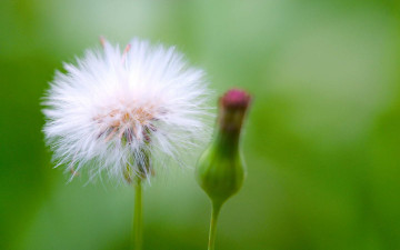 Картинка цветы