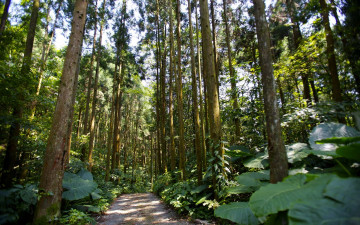 Картинка природа лес