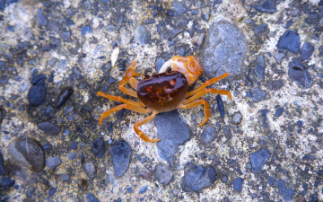 Картинка животные крабы раки