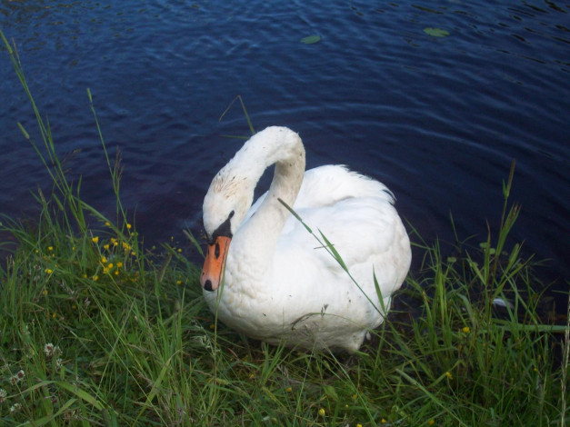 Обои картинки фото лебедь, балви, животные, лебеди