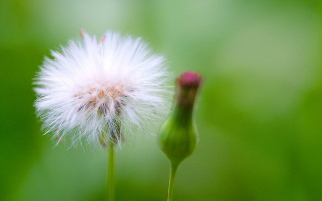 Обои картинки фото цветы