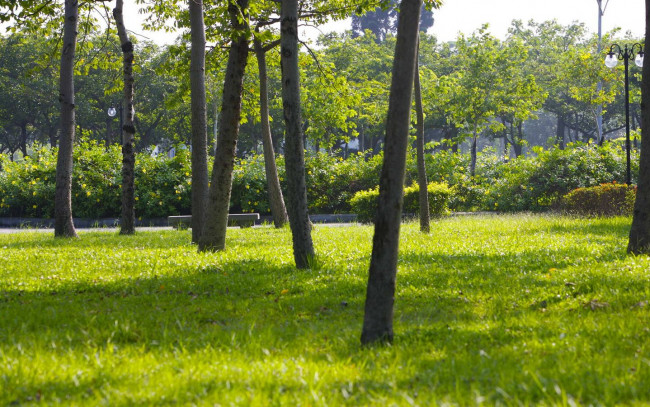 Обои картинки фото природа, деревья