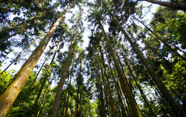 Обои картинки фото природа, лес